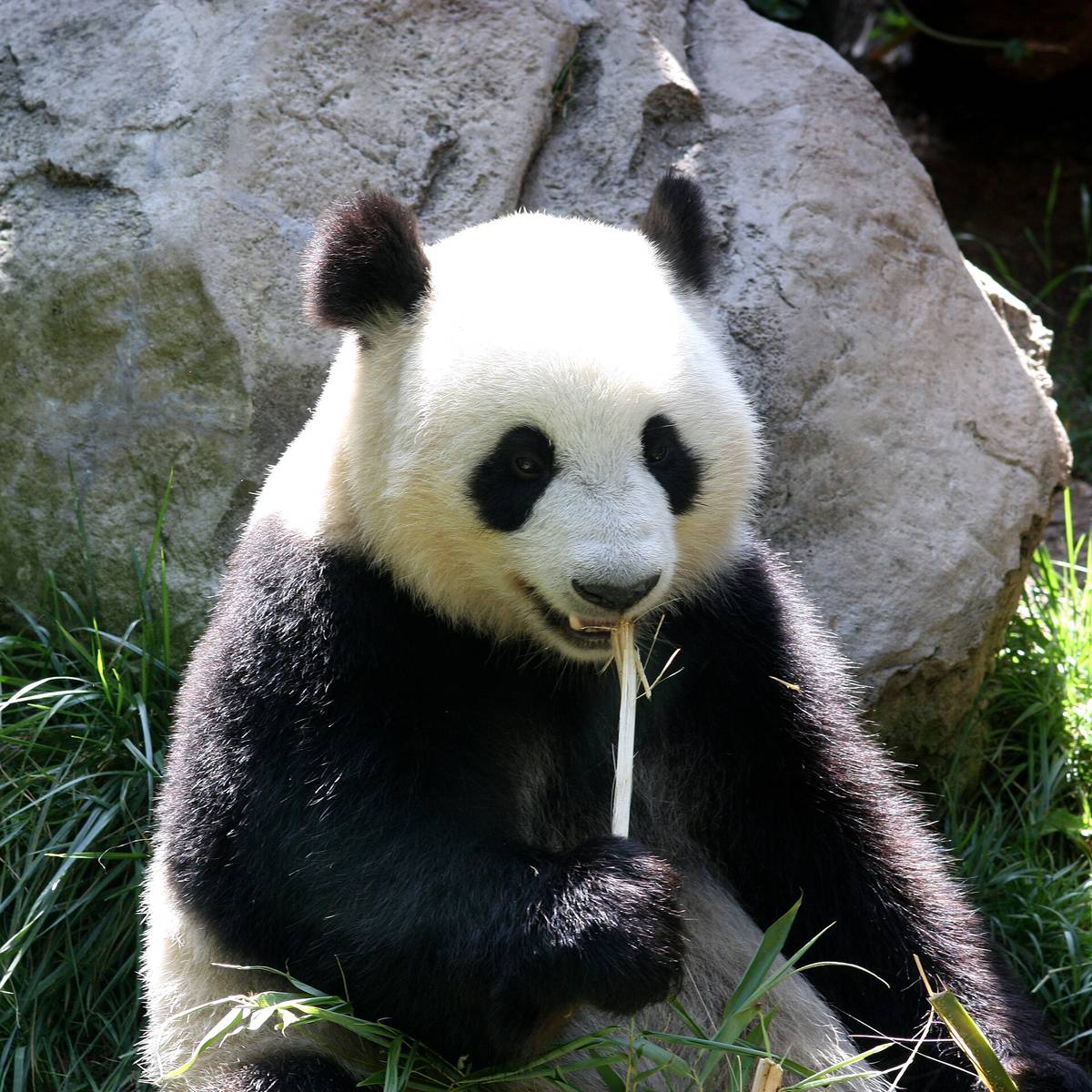 A giant panda eating bamboo